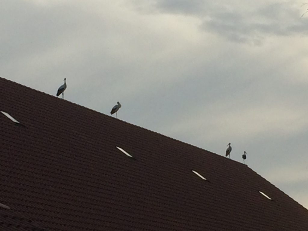 Storke